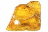 Detailed Fossil Caddisfly (Trichopterae) In Baltic Amber #93852-1